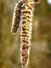 alder catkins hang on a tree in spring