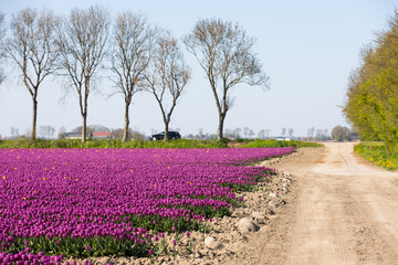 Fototapeta premium blühendes Tulpenfeld in den Niederlanden im Frühling