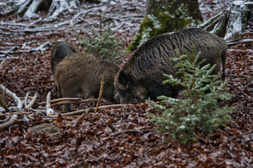 Wildschwein Eber Rudel beim Fressen im Wald im Winter