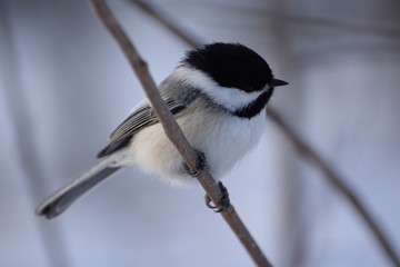 chickadee