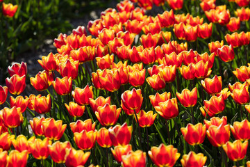 bl&uuml;hendes Tulpenfeld in den Niederlanden im Fr&uuml;hling