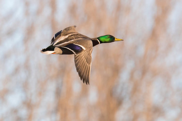 Mallard in flight