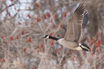 Canada goose (Branta canadensis) in spring migration