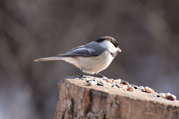 chickadee