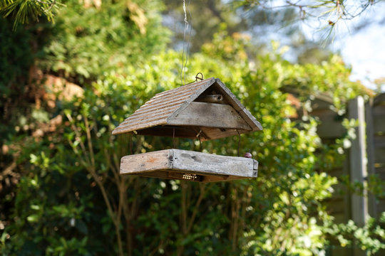 Mangeoire à oiseaux en bois suspendue à un pin sur fond de nature