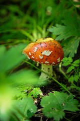 red fly agaric in the summer forest