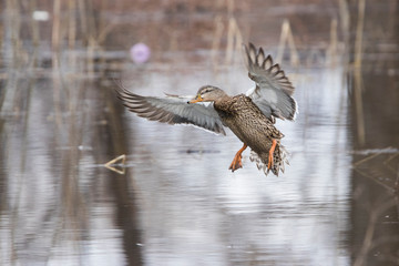 Mallard in flight