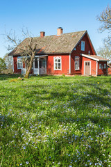 Forget me not flowers in a garden with a red cottage