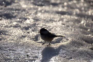 chickadee