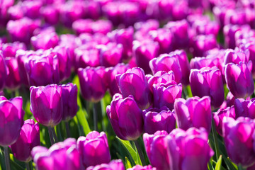 blühendes Tulpenfeld in den Niederlanden im Frühling