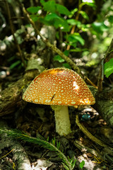 red fly agaric in the summer forest