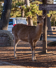 Sika Deer in Nara Park II