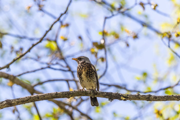 Fieldfare sitting on a tree branch and looking