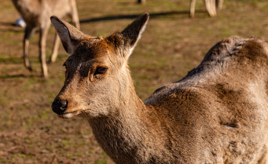 Sika Deer in Nara Park III