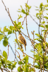 Sedge warbler sitting on a tree branch
