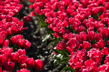 Fototapeta premium blühendes Tulpenfeld in den Niederlanden im Frühling