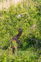 Female Roe deer looking at the camera