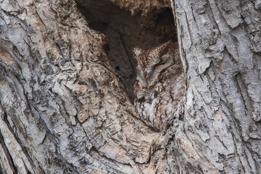 The Master Of Camouflage, Eastern Screech Owl