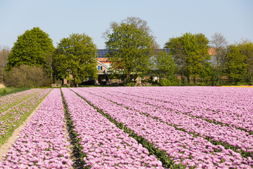 blühendes Tulpenfeld in den Niederlanden im Frühling