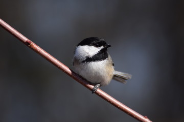 Obraz premium chickadee