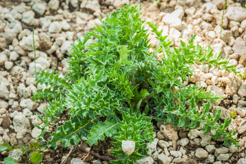 Carlina acaulis plant at field at nature. Carlina vulgaris or Carline grass, family Asteraceae