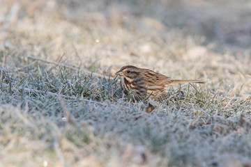 song sparrow (Melospiza melodia) in early spring