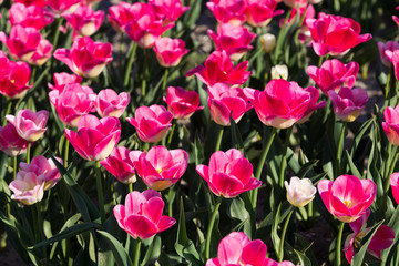 Fototapeta premium blühendes Tulpenfeld in den Niederlanden im Frühling