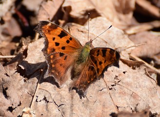 butterfly