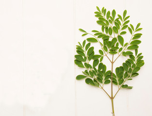 Fresh Moringa Leaves- Moringa Oleifera