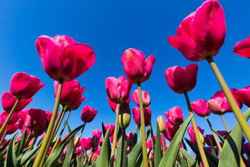 Fototapeta premium blühendes Tulpenfeld in den Niederlanden im Frühling aus der Froschperspektive