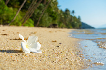 Fototapeta na wymiar White tropical frangipani flower on a deserted beach. Paradise tropical island oceanfront