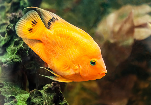 orange parrot fish
