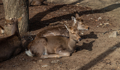 Sika Deer in Nara Park XII