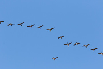 Canada goose (Branta canadensis) in spring migration