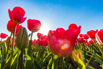 blühendes Tulpenfeld in den Niederlanden im Frühling aus der Froschperspektive