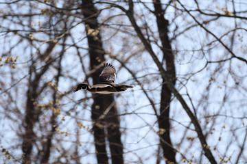 woodduck