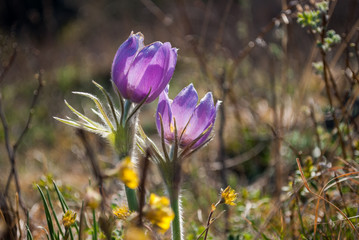Pulsatilla flowers in bloom, Altai Mountains