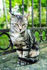 gray cat is sitting on the street