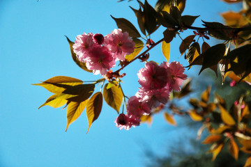 Finalmente primavera! Primo piano di albero di ciliegio da fiore (Prunus serrulata), fioritura sul fondo azzurro del cielo, spazio per testo