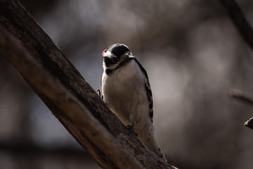 woodpecker