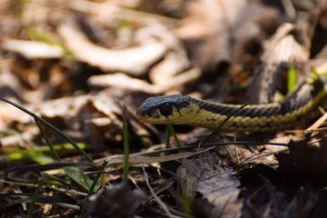 gartersnake