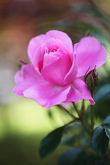 背景が美しいピンク色のバラ（Deborah）