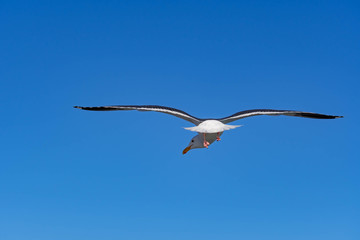 Close up shot of a Seagull bird while flying with wings wide open and gliding against blue sky