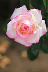 ピンク色のバラ（Princess de Monaco）