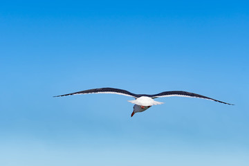 Close up shot of a Seagull bird while flying with wings wide open and gliding against blue sky © Bill