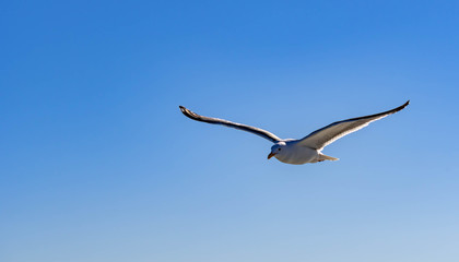 Obraz premium Close up shot of a Seagull bird while flying with wings wide open and gliding against blue sky