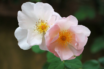 かわいい平咲きのバラ二輪（Shropshire Lass)