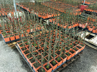Large distribution of planting of seedlings for sale to shops. Potted garden seedlings for wholesale growth.
