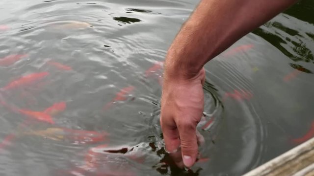 goldfishes are swimming in a small lake. a hand is touching the surface of the water