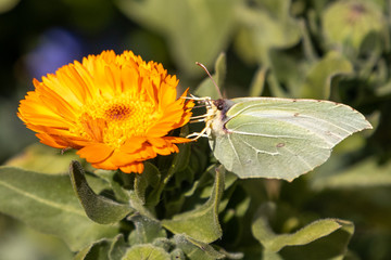 Schmetterling im Frühling. 